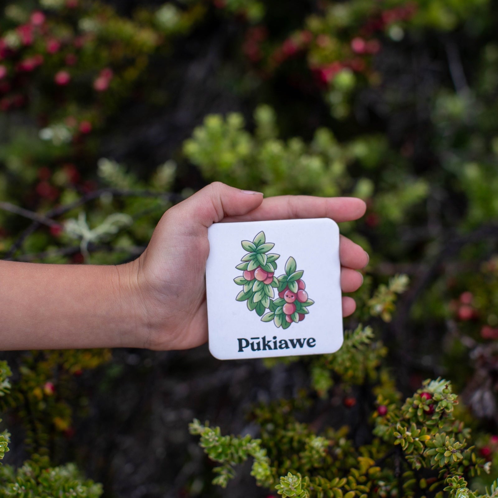 The Memory Game: Mauna Kea