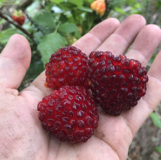 Mea Kanu Seed Kit: Akala, Hawaiian Blackberry/Raspberry, Red Fruit