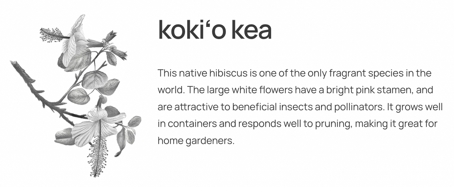 Mea Kanu Seed Kit: Kokio Kea Hibiscus