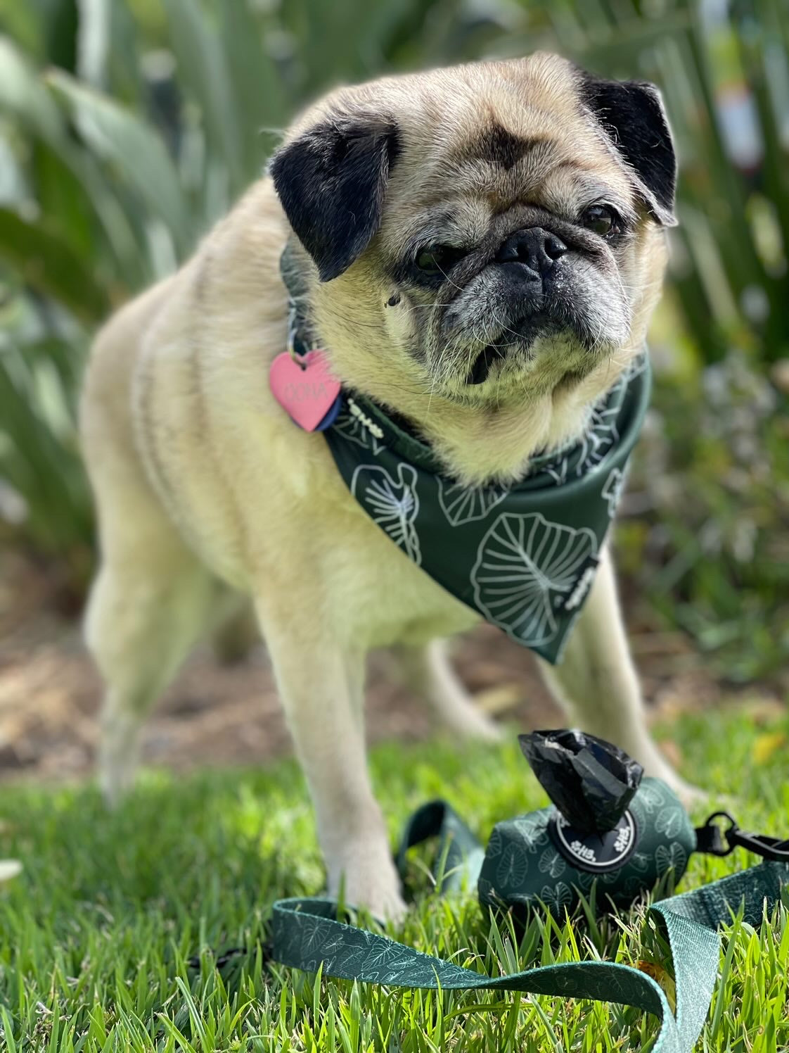 oona the pug signature green kalo eha pets set